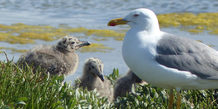 Goéland au nid avec ses deux poussins